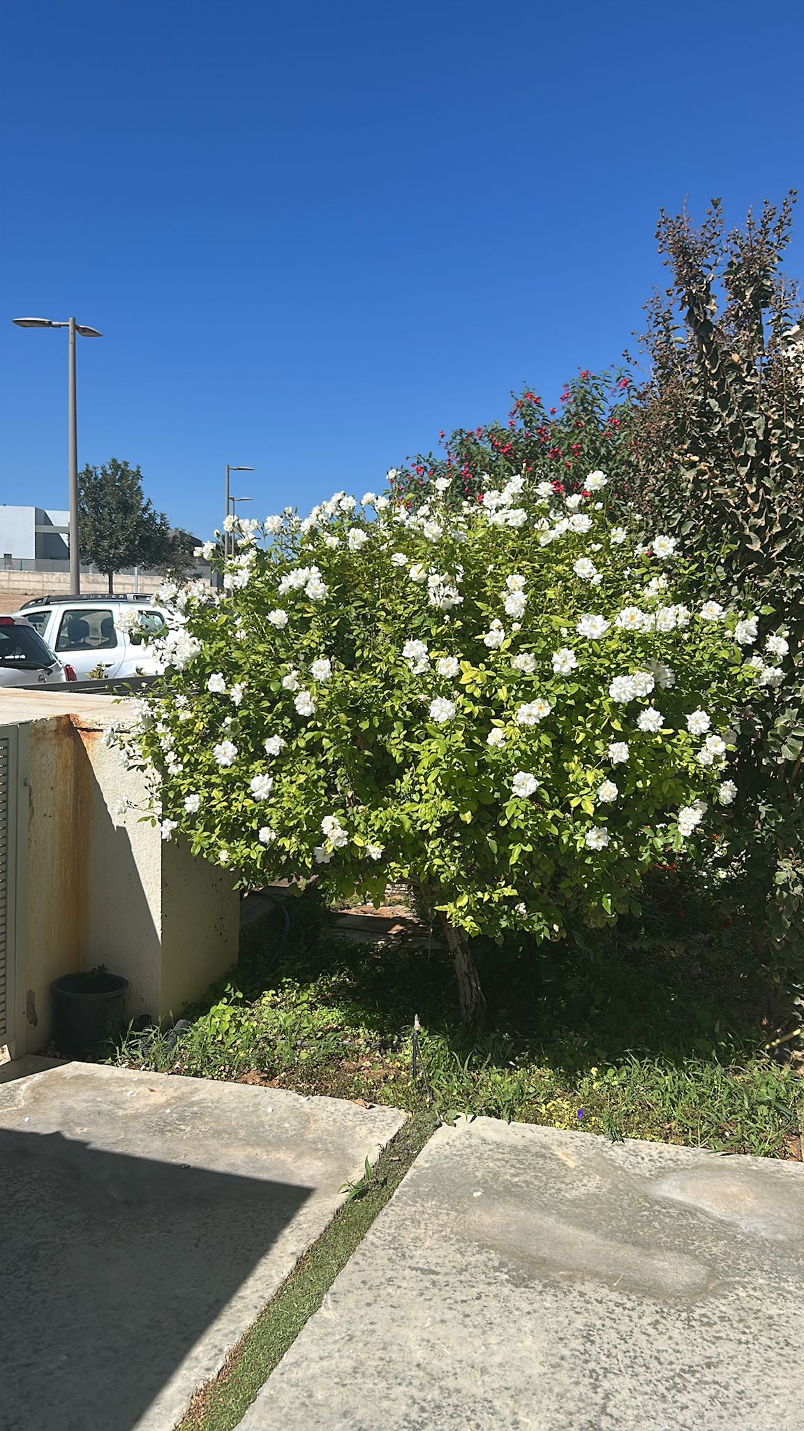 שיחי פריחה